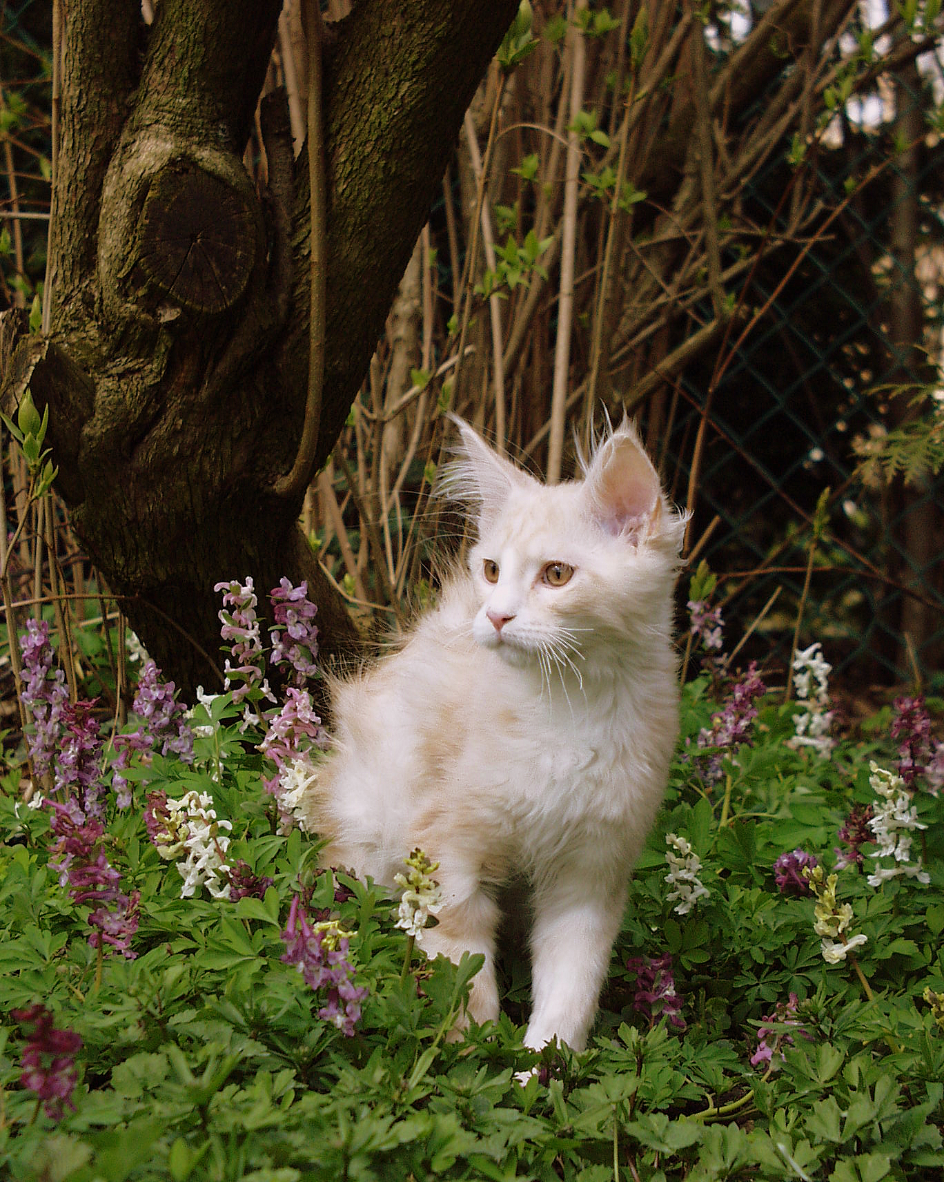 Maine Coon mačić izbliza