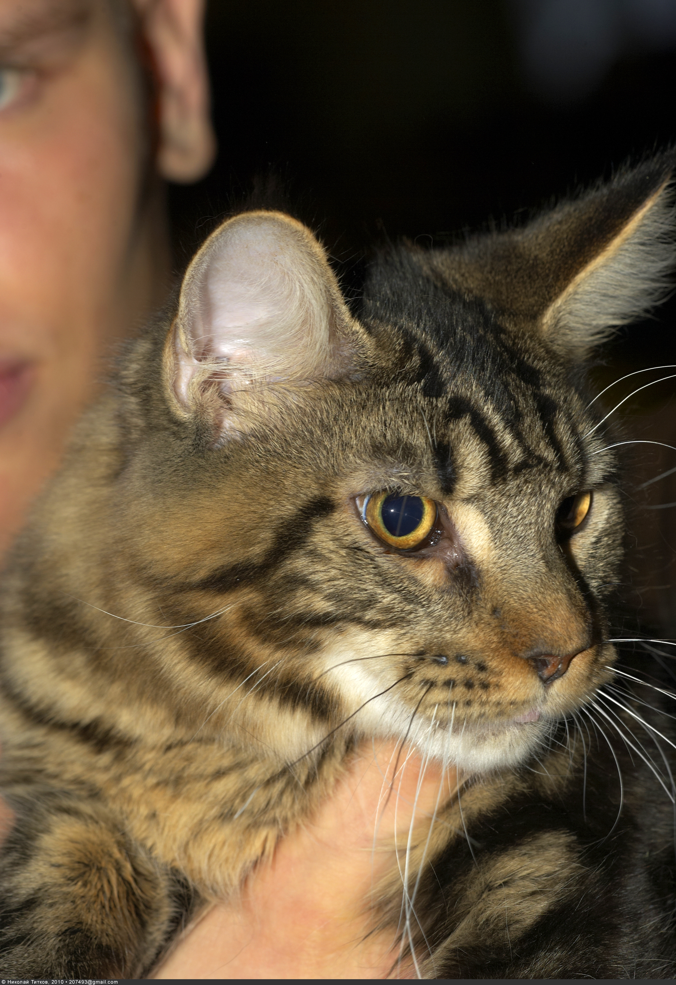 Maine Coon Commons 5