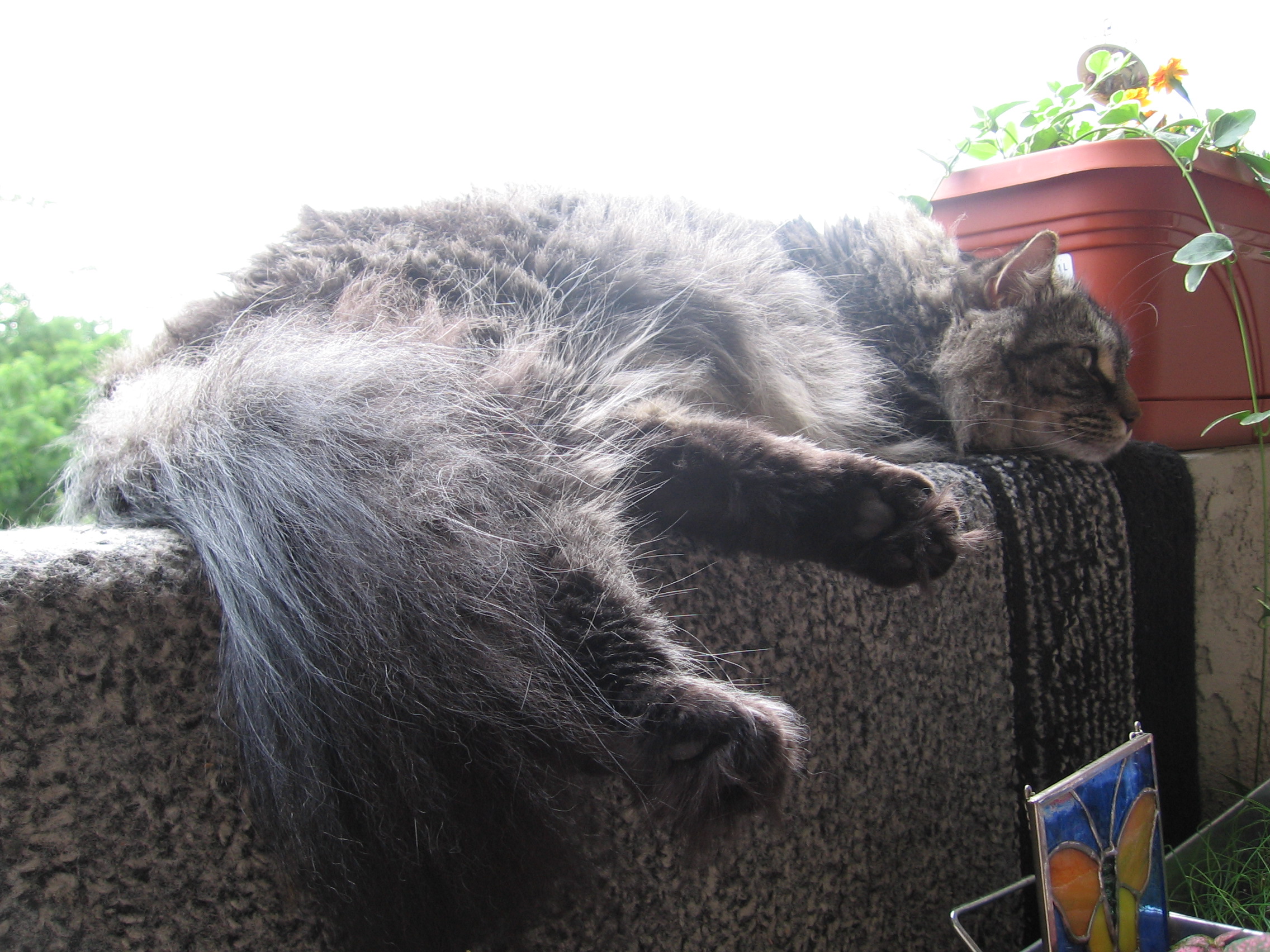 Maine Coon Commons 6